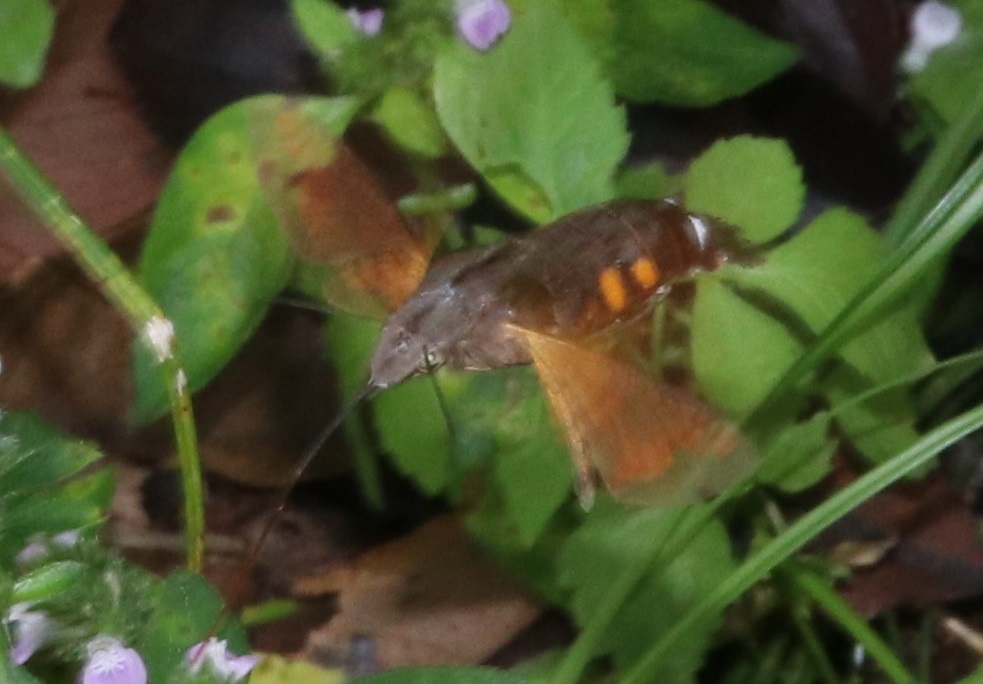 ホシホウジャク【No.1566】　Macroglossum pyrrhosticta