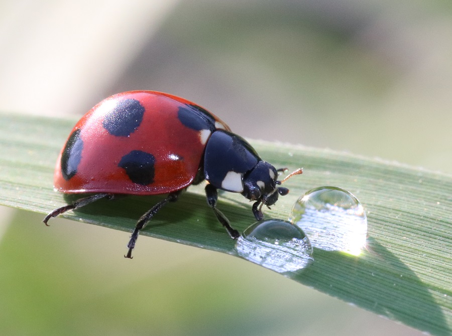ナナホシテントウ【No.2048】　Coccinella septempunctata