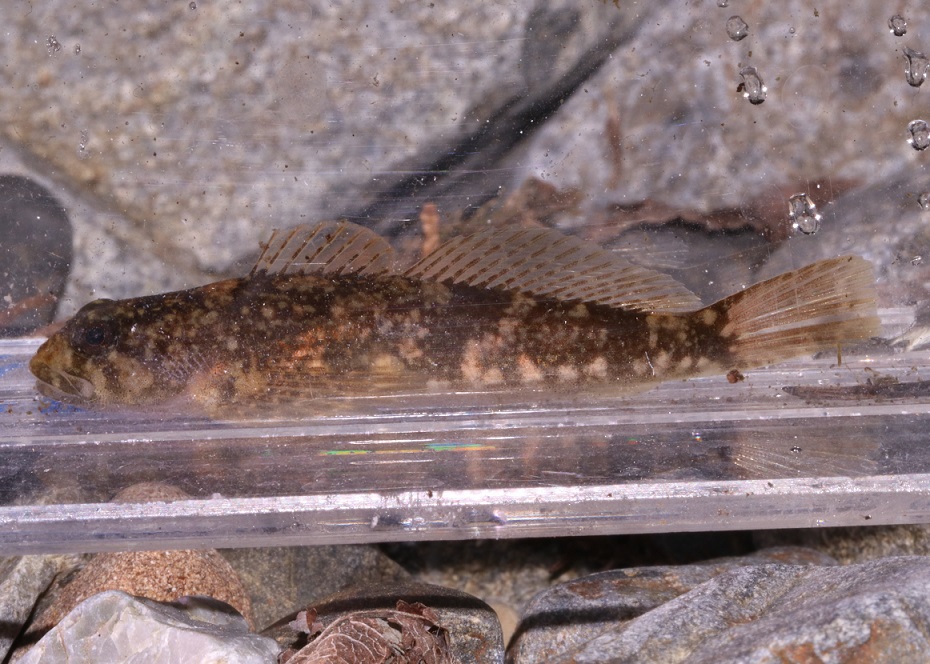 カジカ【No.3216】|WEB生物図鑑(魚類)