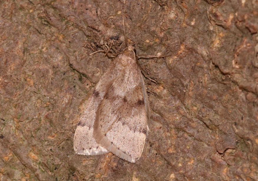 ホソウスバフユシャク【No.3221】　Inurois tenuis