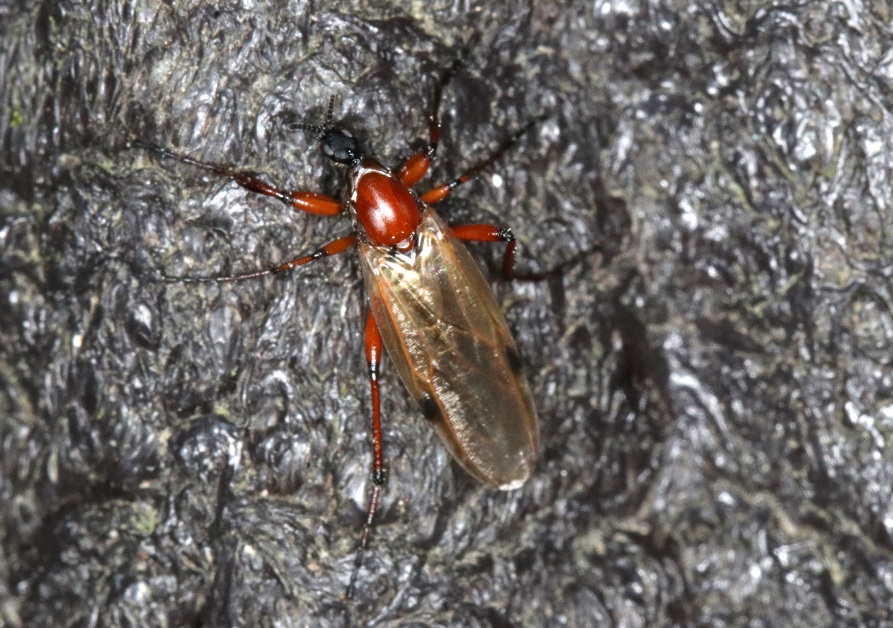 ケバエの一種【No.2821】　Bibio omani