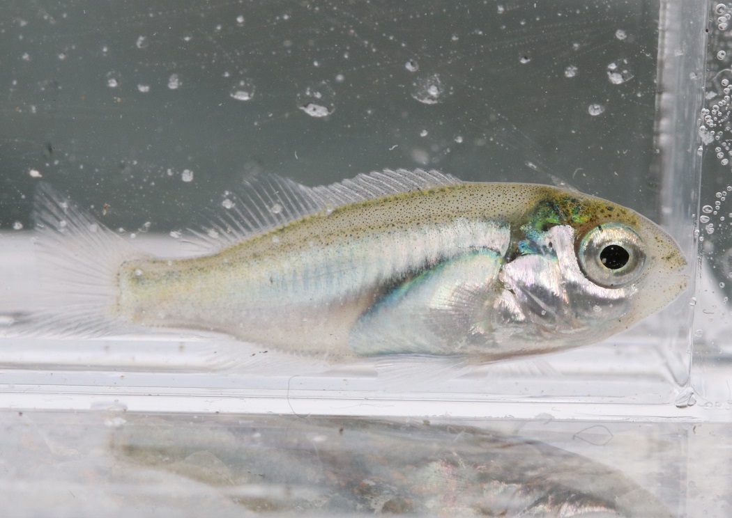 魚類一覧|WEB生物図鑑