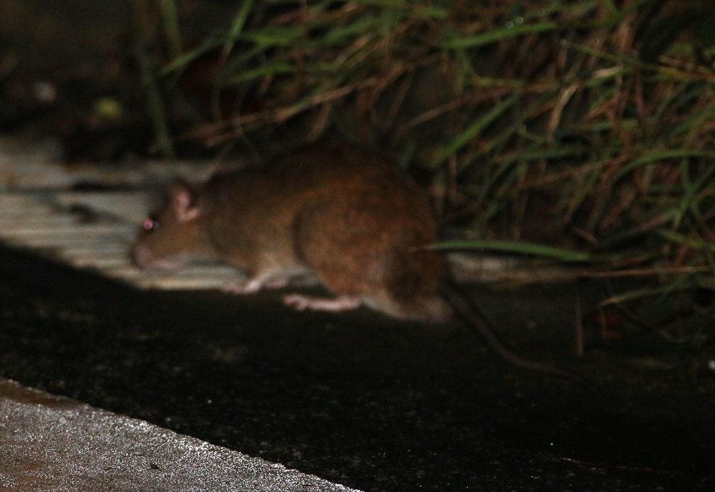 クマネズミ【No.288】　Rattus rattus
