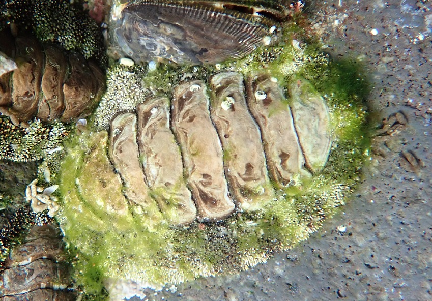 ヒザラガイ【No.2357】　Acanthopleura japonica