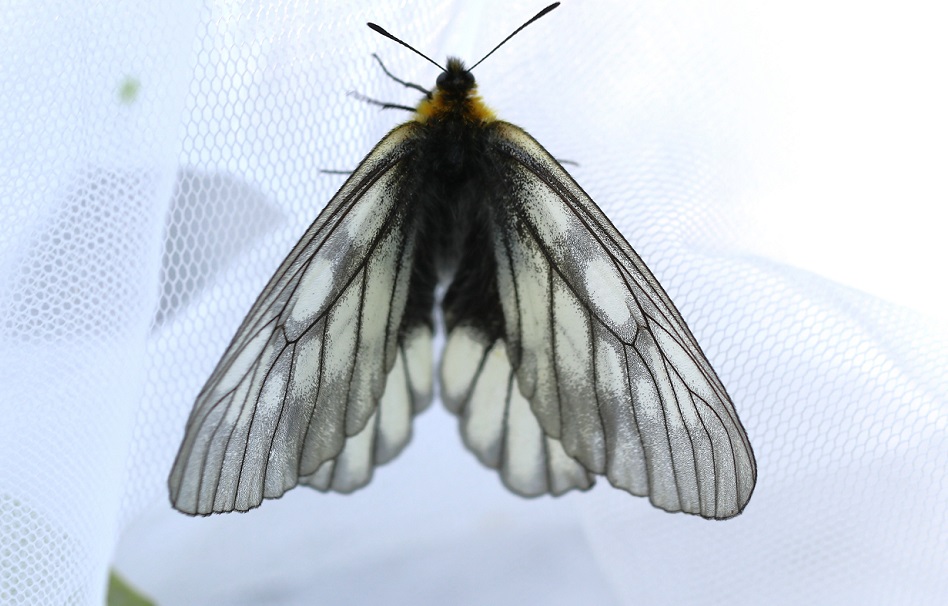 ウスバシロチョウ【No.3015】　Parnassius citrinarius