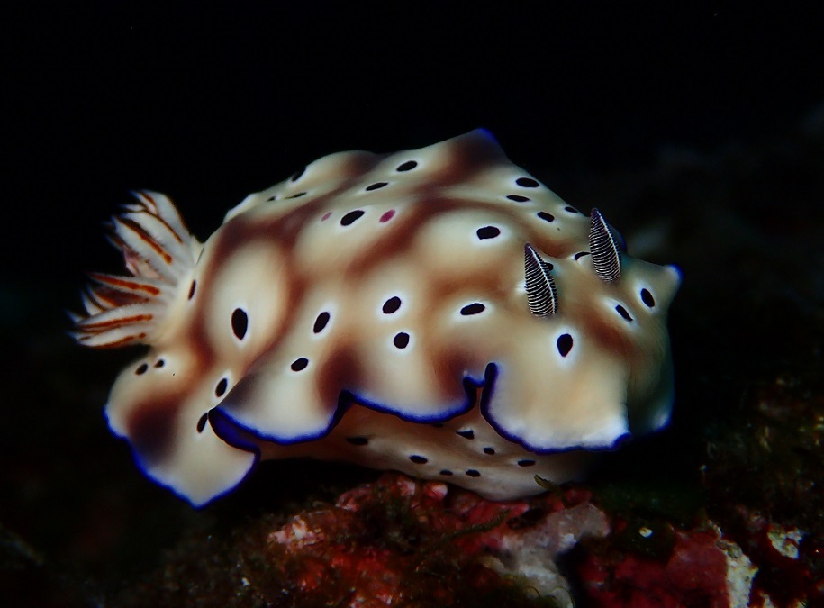 マダライロウミウシ【No.1087】　Hypselodoris tryoni