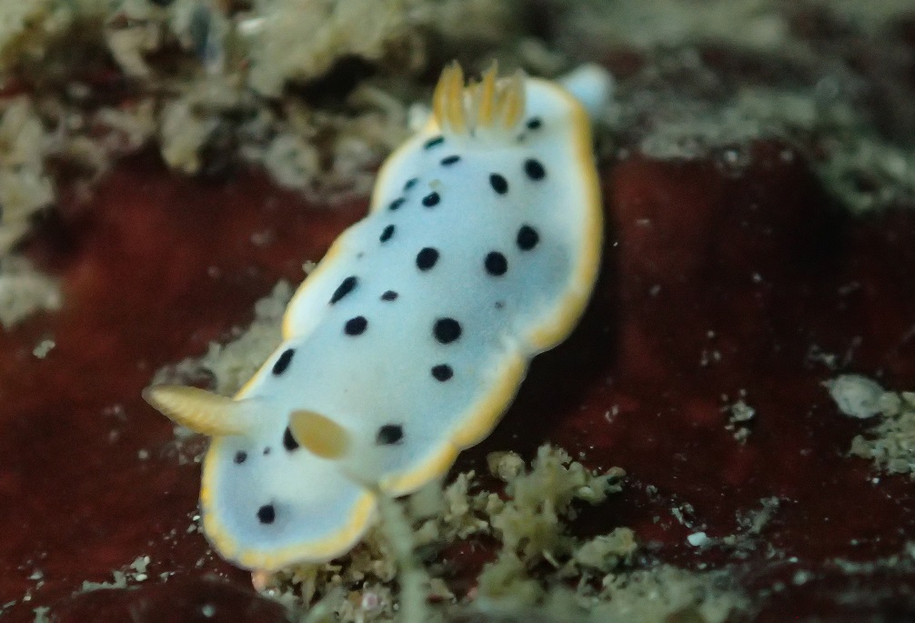 シロウミウシ【No.1323】　Chromodoris orientalis
