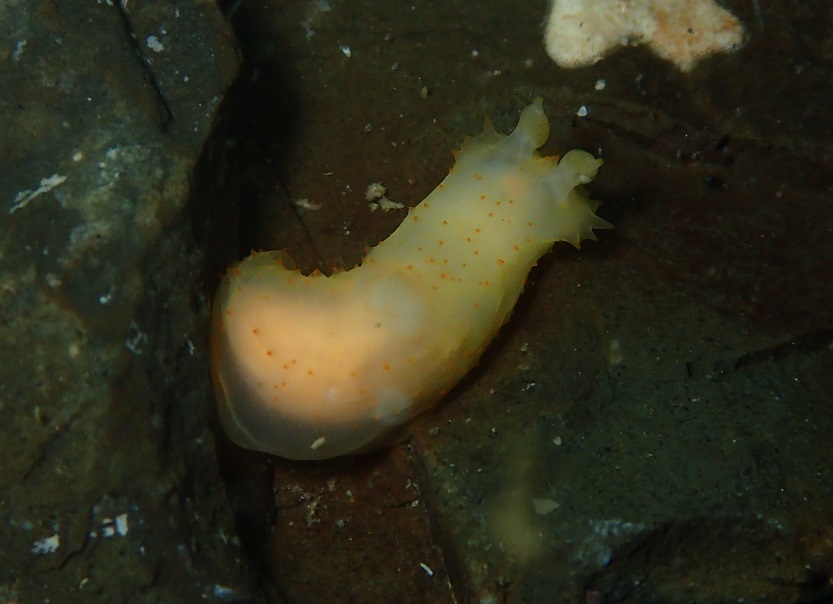 キヌハダモドキ【No.1308】　Gymnodoris citrina