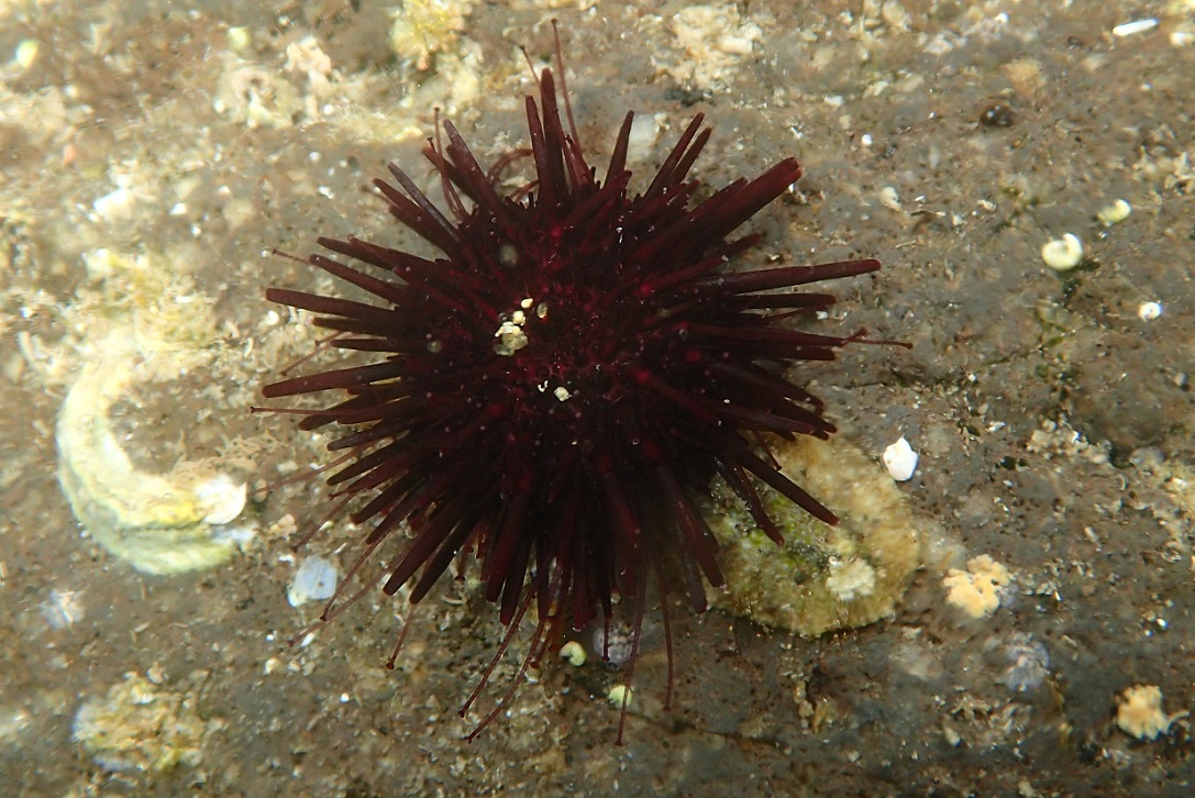 ムラサキウニ【No.1748】　Heliocidaris crassispina