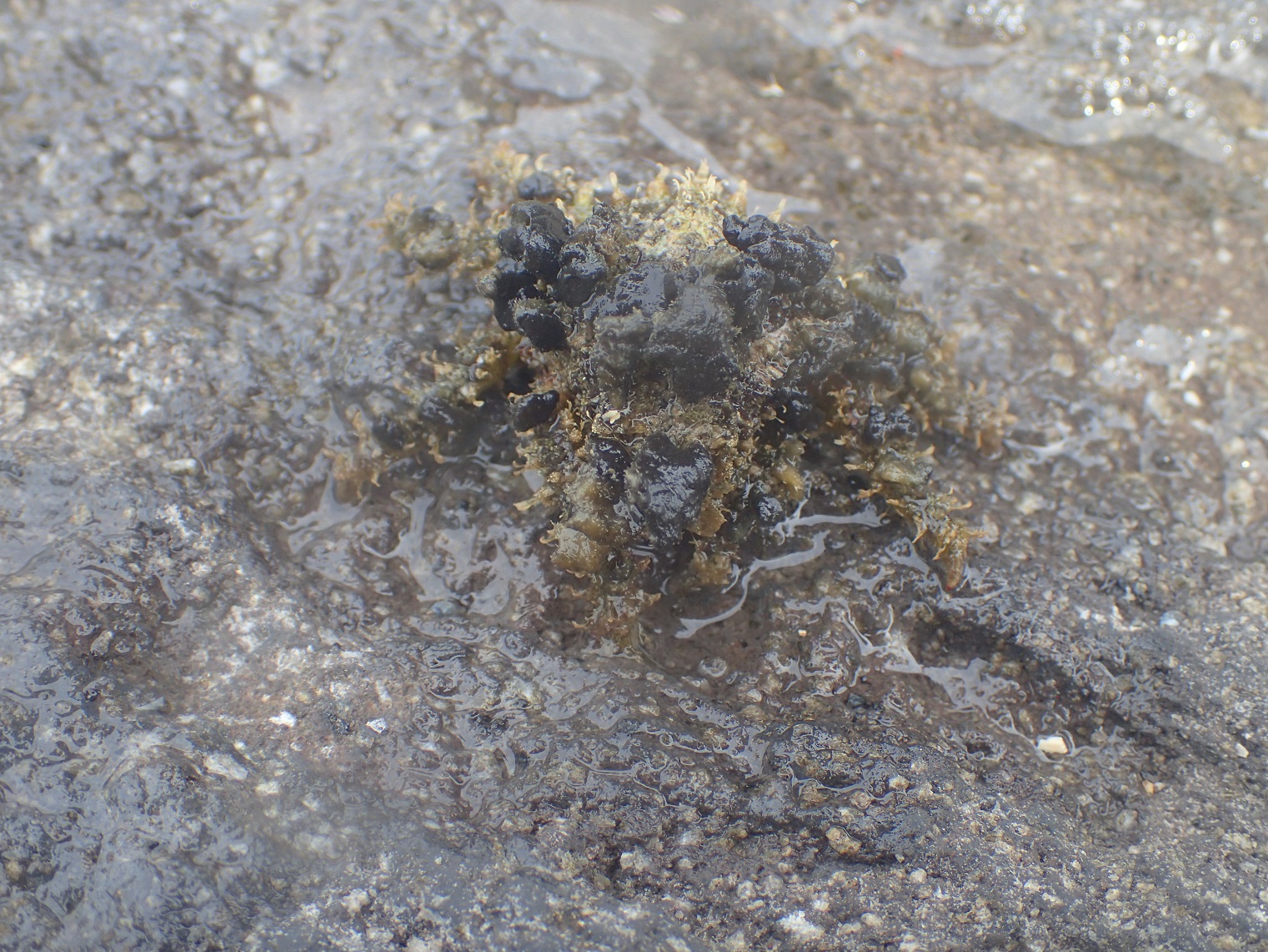 モクズショイ【No.1749】　Camposcia retusa