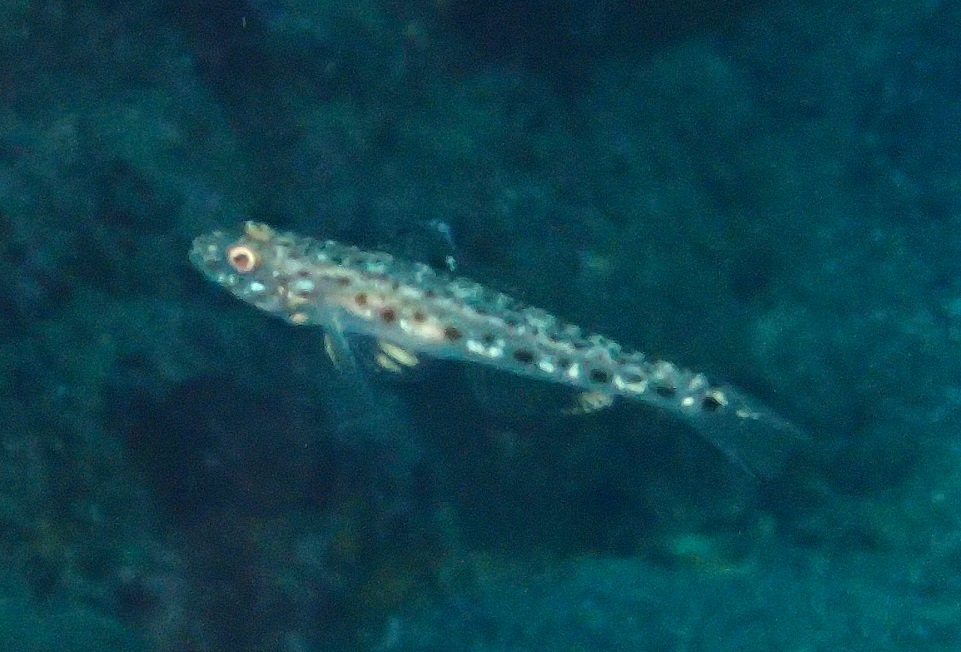 サビハゼ【No.1751】　Sagamia geneionema