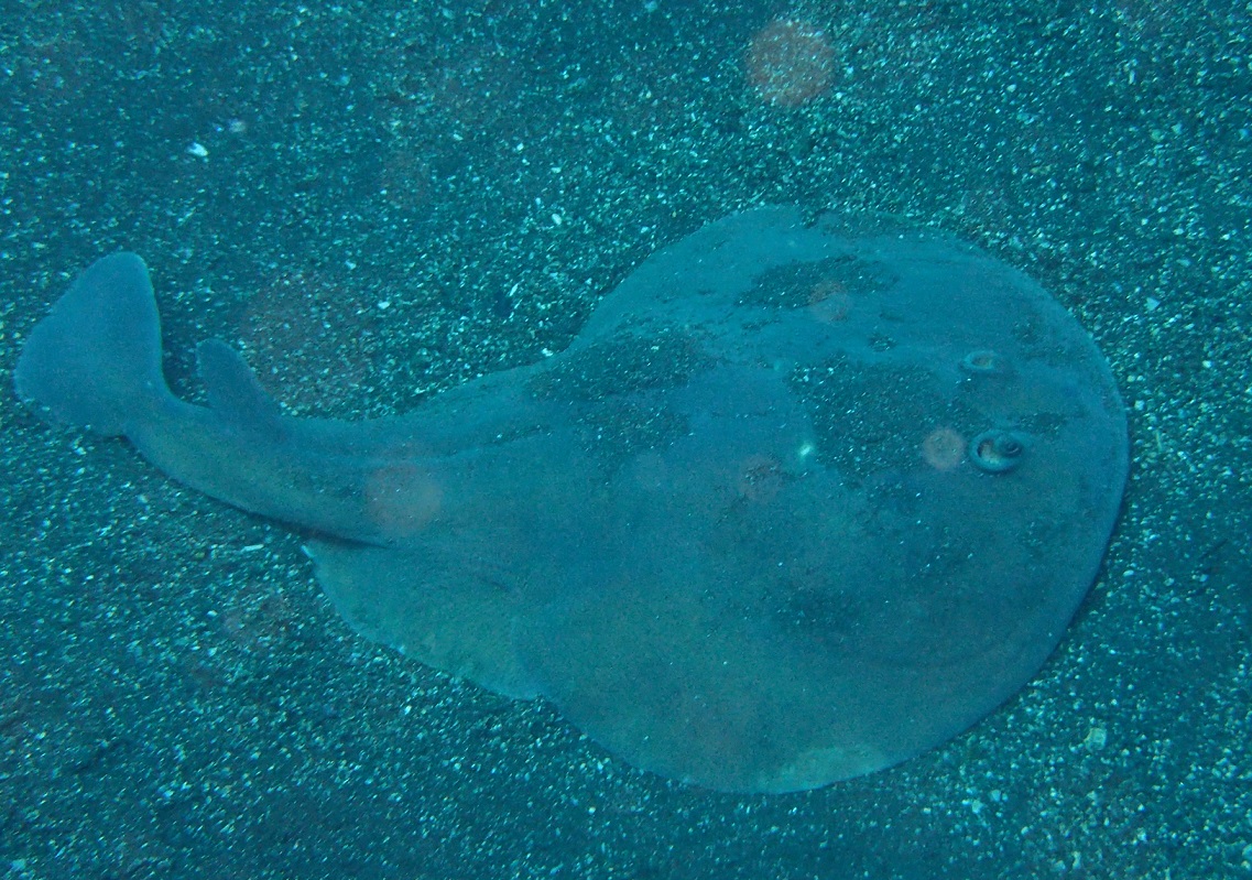 シビレエイ【No.1752】　Narke japonica