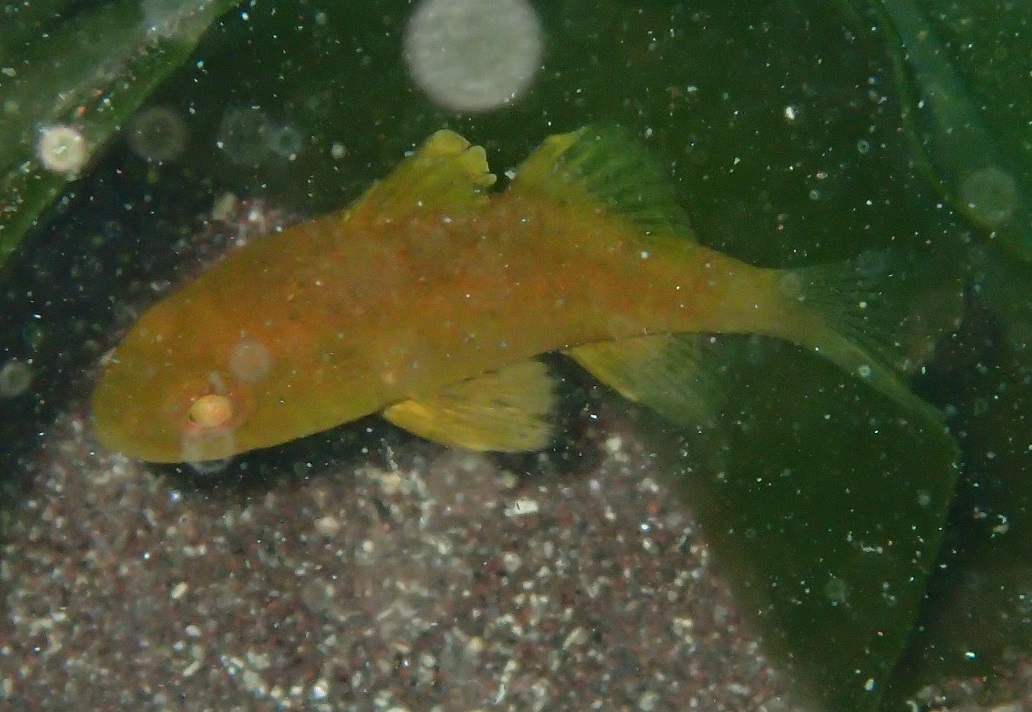 クロイシモチ【No.1753】　Apogonichthyoides niger