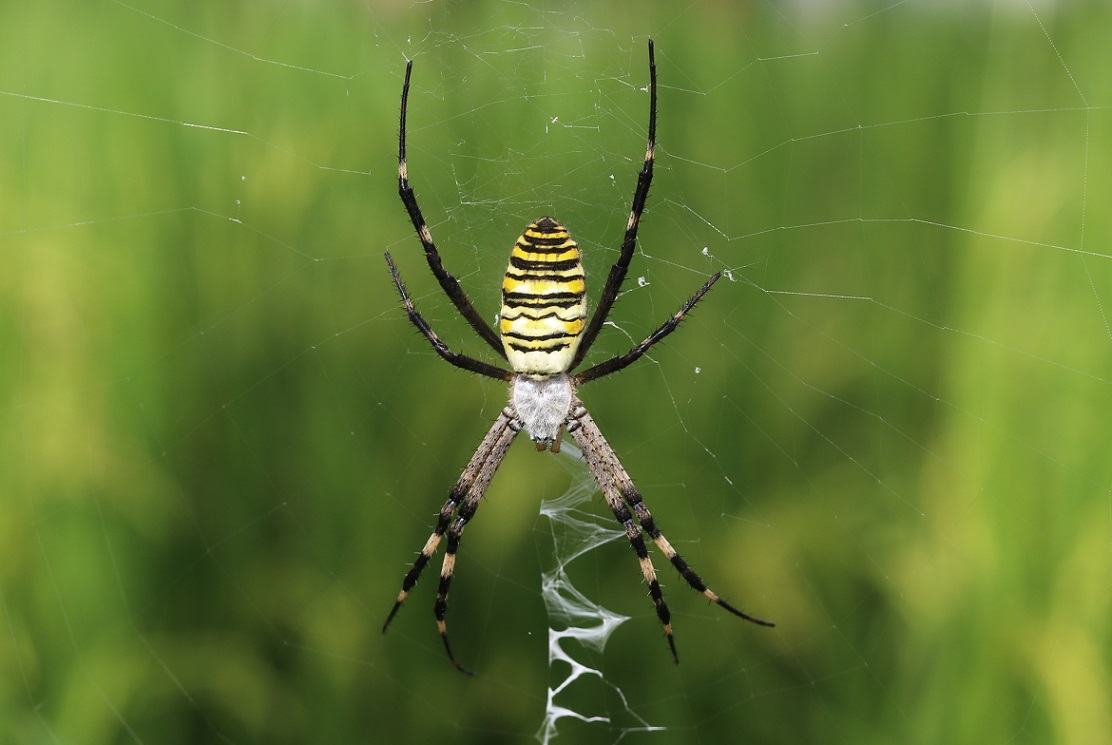 ナガコガネグモ【No.1546】　Argiope bruennichii