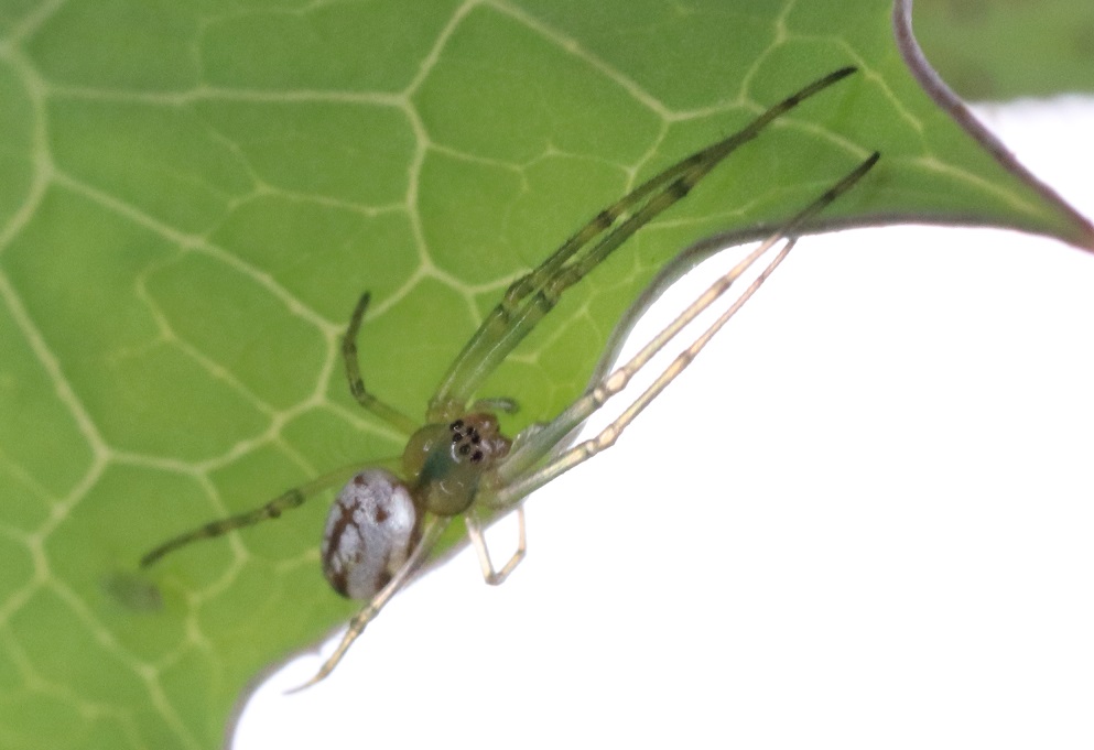 チュウガタシロカネグモ【No.1638】　Leucauge blanda