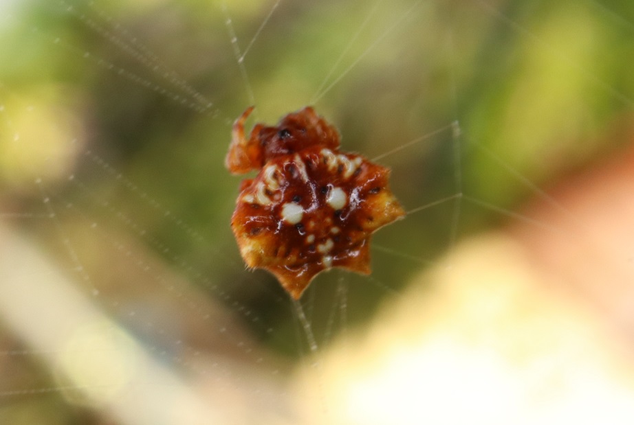 チブサトゲグモ【No.1645】　Thelacantha brevispina