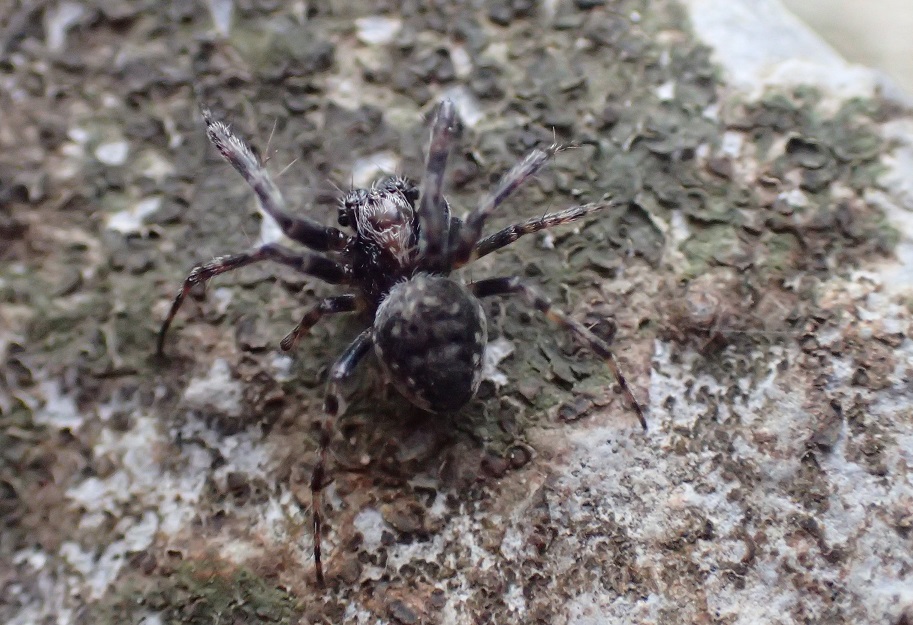 ホシマメオニグモ【No.1659】　Araneus hoshi