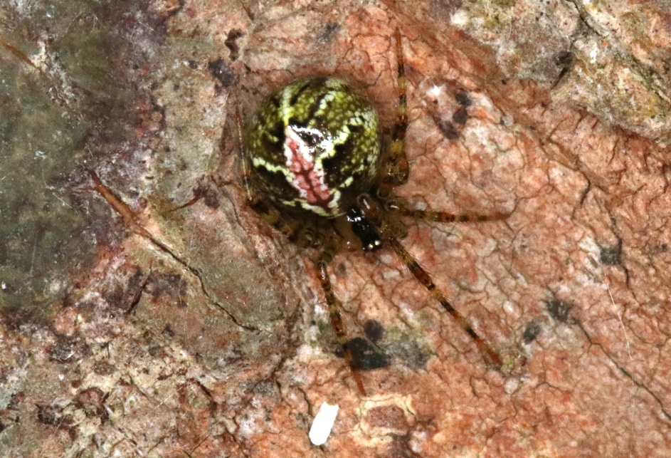 ユノハマヒメグモ【No.1661】　Yunohamella yunohamensis