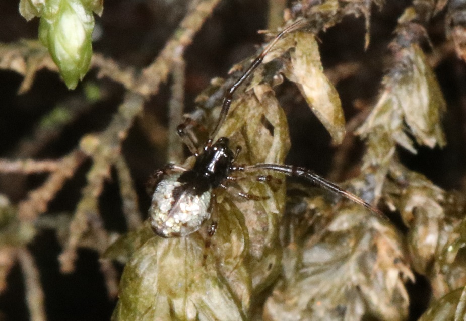 シロカネイソウロウグモ【No.1672】　Argyrodes bonadea