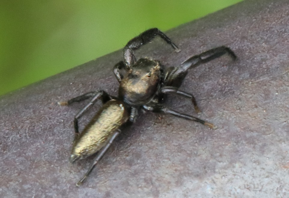 オスクロハエトリ【No.1714】　Mendoza canestrinii