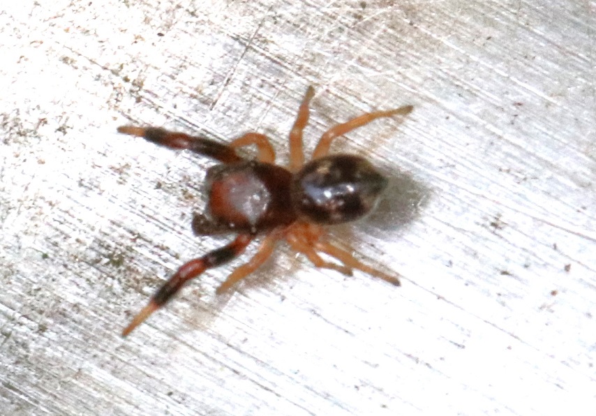 キレワハエトリ【No.1766】　Sibianor pullus