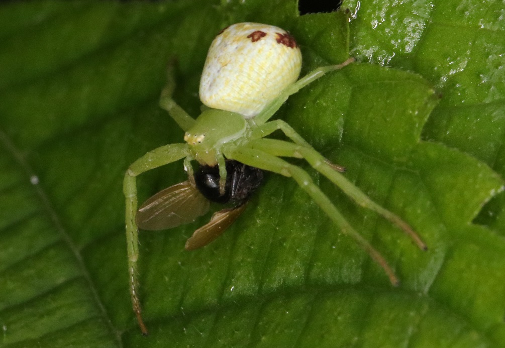 ハナグモ【No.1833】　Ebrechtella tricuspidata