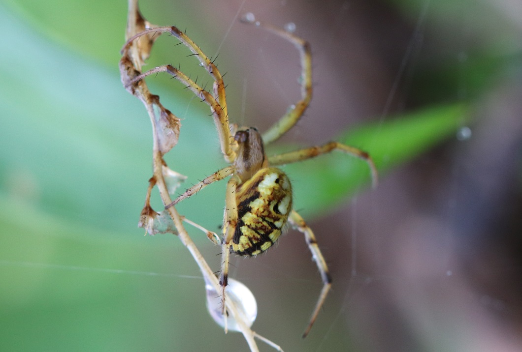 ドヨウオニグモ【No.1837】　Neoscona adianta