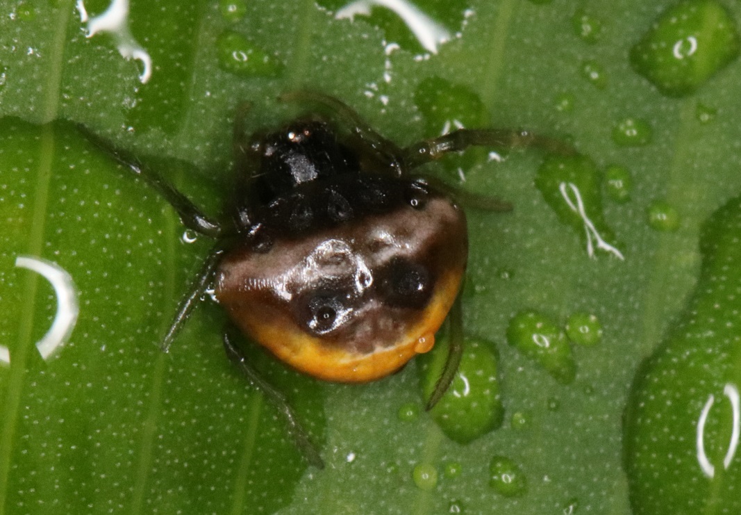 シロオビトリノフンダマシ【No.1839】　Cyrtarachne nagasakiensis