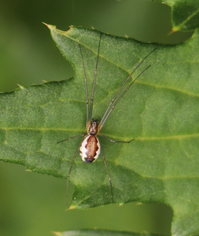 コシロブチサラグモ【No.1850】　Neriene marginella