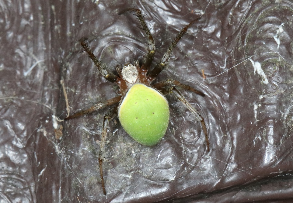 ワキグロサツマノミダマシ【No.1949】　Neoscona mellotteei