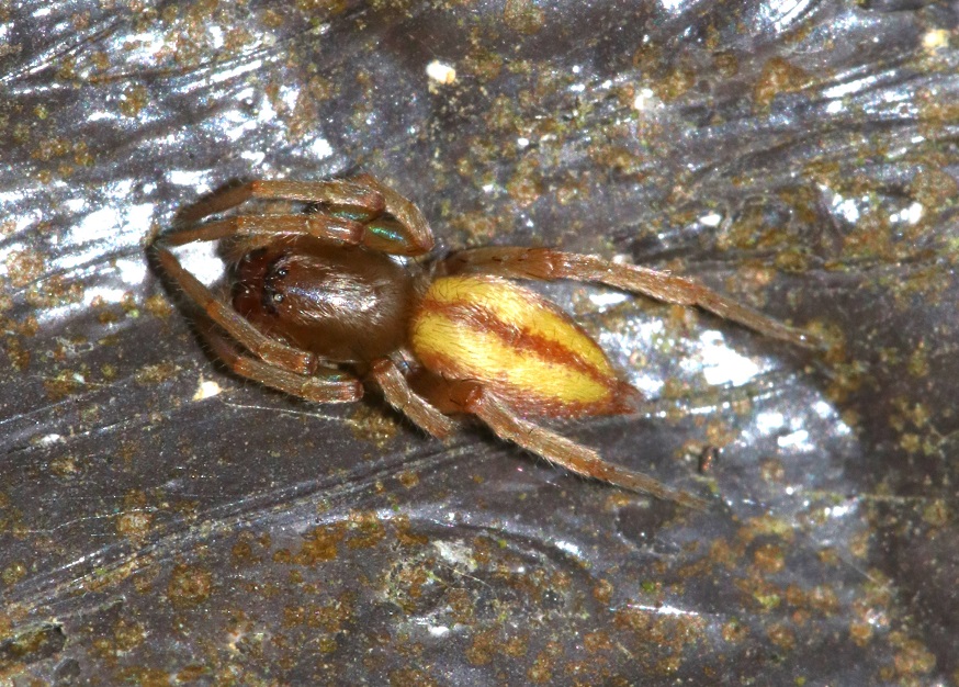 ヤハズフクログモ【No.2023】　Clubiona jucunda