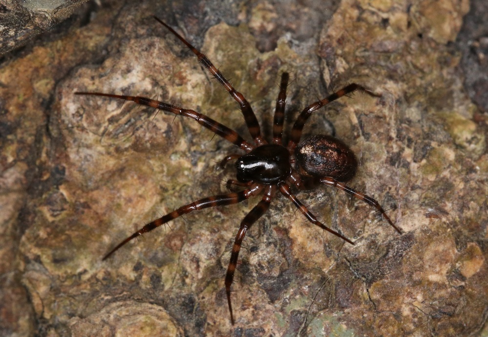 アシヨレグモ【No.2025】　Weintrauboa contortipes