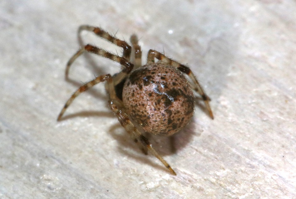 オオヒメグモ【No.2026】　Parasteatoda tepidariorum