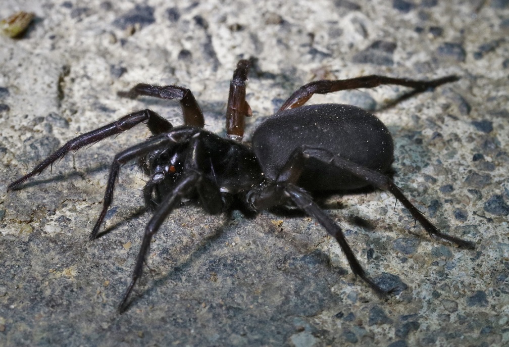 クロヤチグモ【No.2028】　Coelotes exitialis