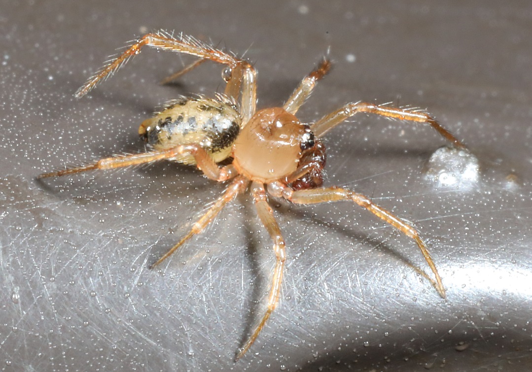 カニミジングモ【No.2062】　Phycosoma mustelinum