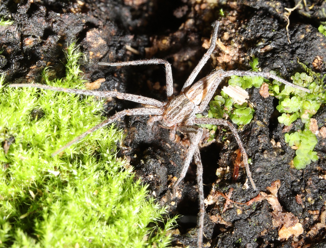 スジシャコグモ【No.2167】　Tibellus oblongus