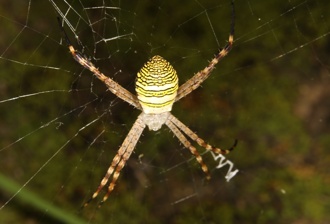 ナガマルコガネグモ【No.2183】　Argiope aemula