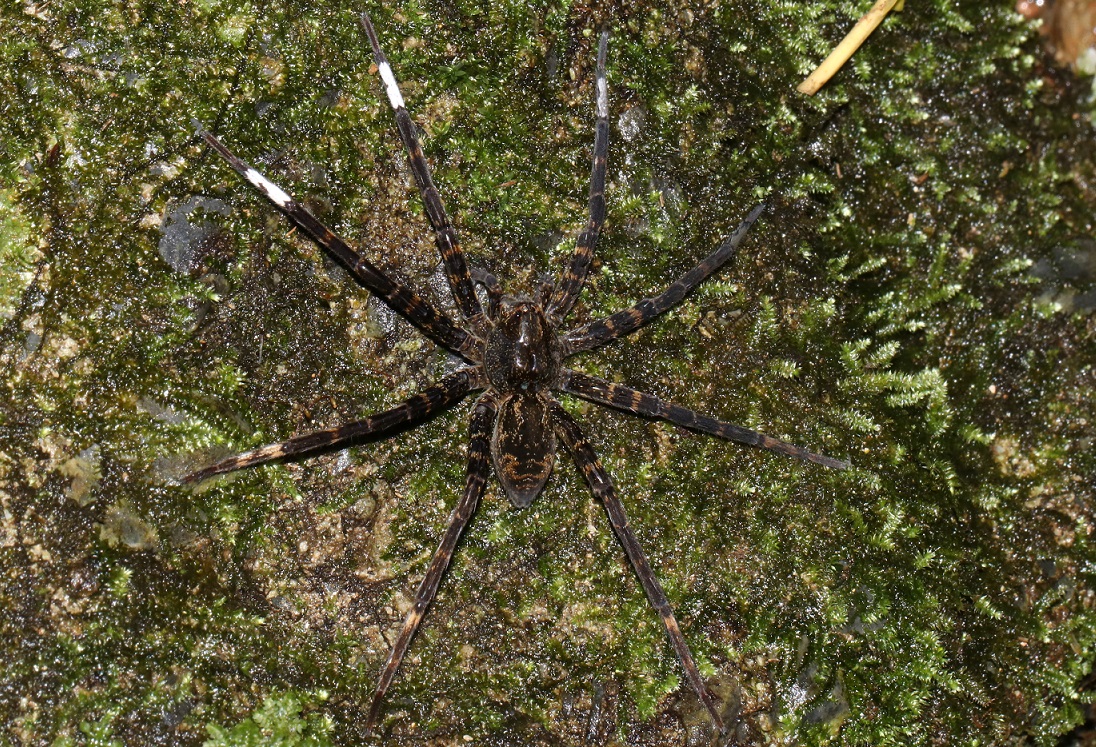 オオハシリグモ【No.2267】　Dolomedes orion