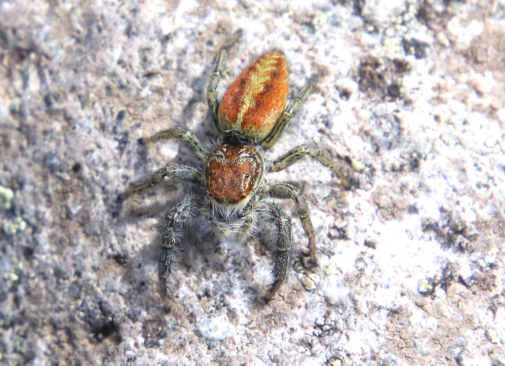 ヤバネハエトリ【No.2327】　Marpissa pomatia