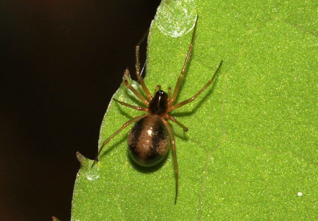 ヨツボシサラグモ【No.2400】　Strandella quadrimaculata
