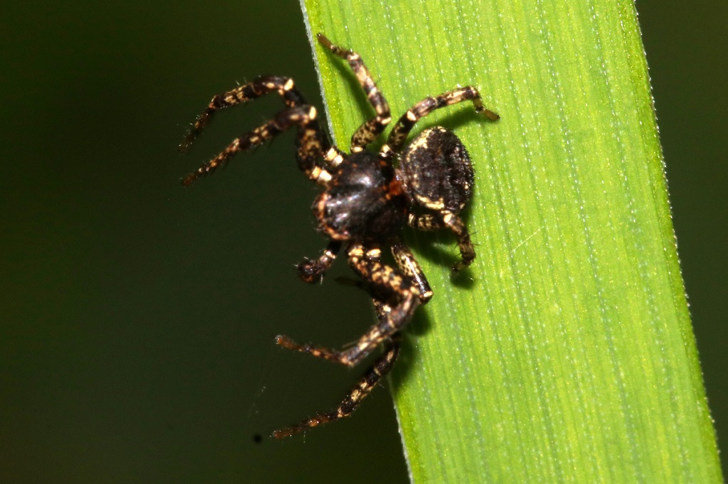 キハダカニグモ【No.2402】　Bassaniana decorata