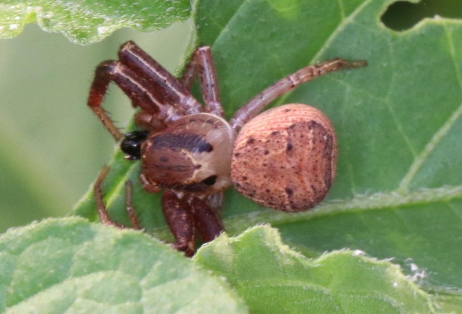 アヅマカニグモ【No.2823】　Xysticus insulicola