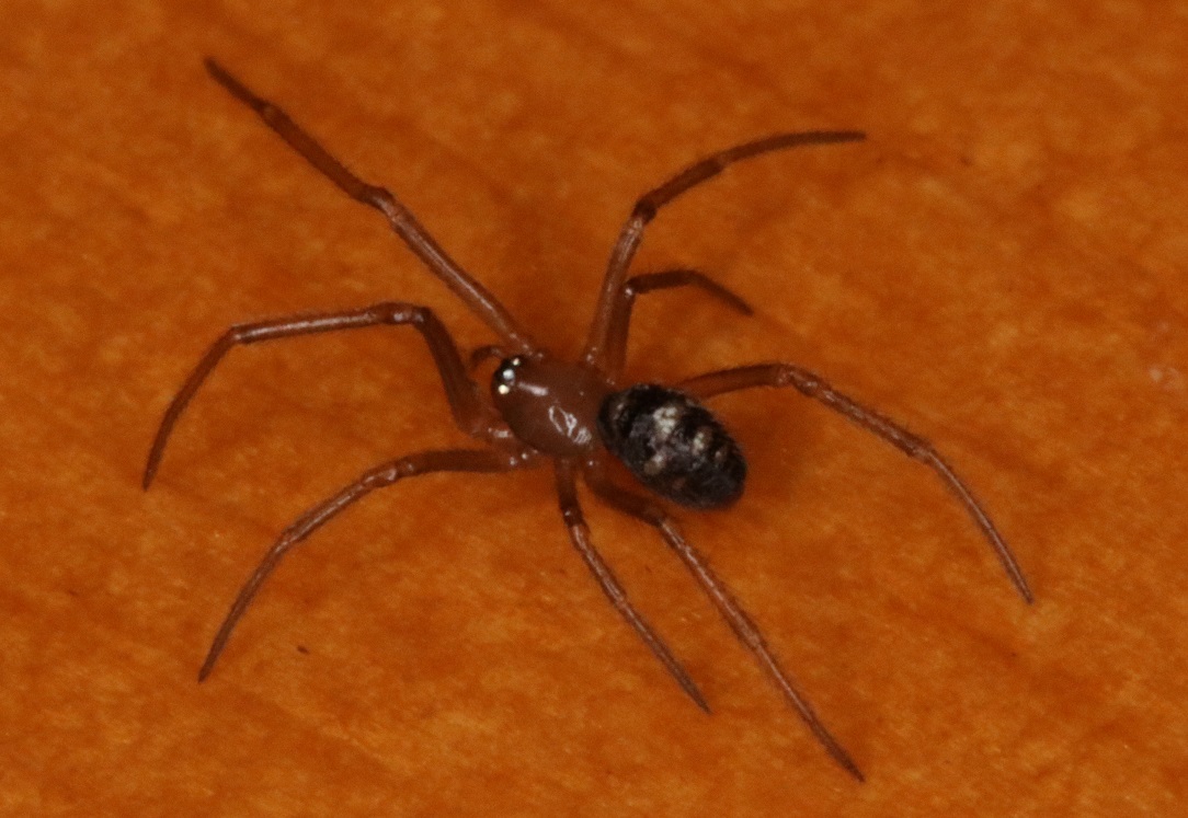 シロホシヒメグモ【No.2822】　Steatoda grossa