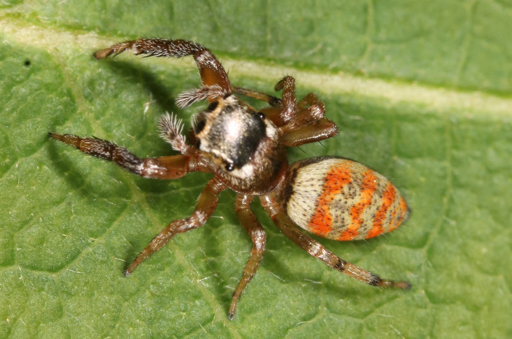 ヨダンハエトリ【No.2610】　Marpissa pulla