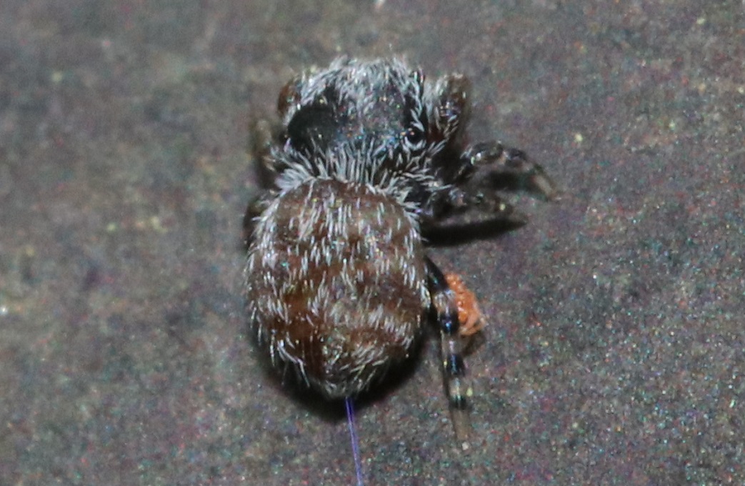 ヒメカラスハエトリ【No.2585】　Rhene albigera