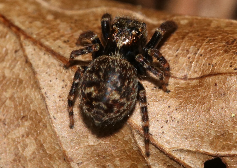 エキスハエトリ【No.2606】　Marpissa pulla