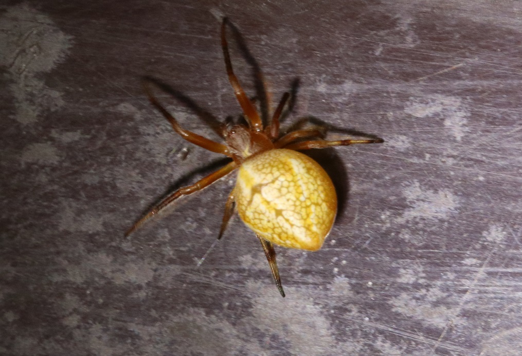 カラオニグモ【No.2624】　Araneus tsurusakii