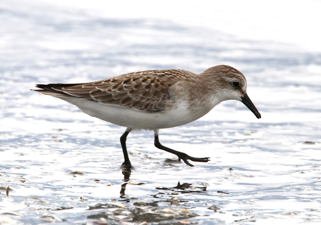 トウネン【No.3315】　Calidris ruficollis