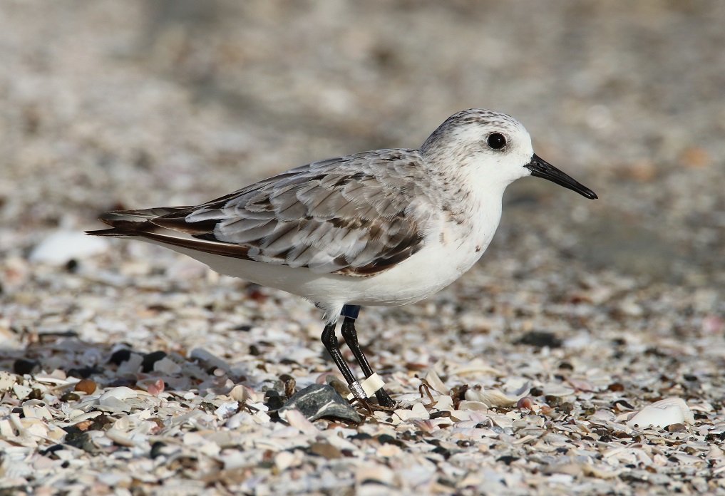 ミユビシギ【No.3316】　Calidris alba