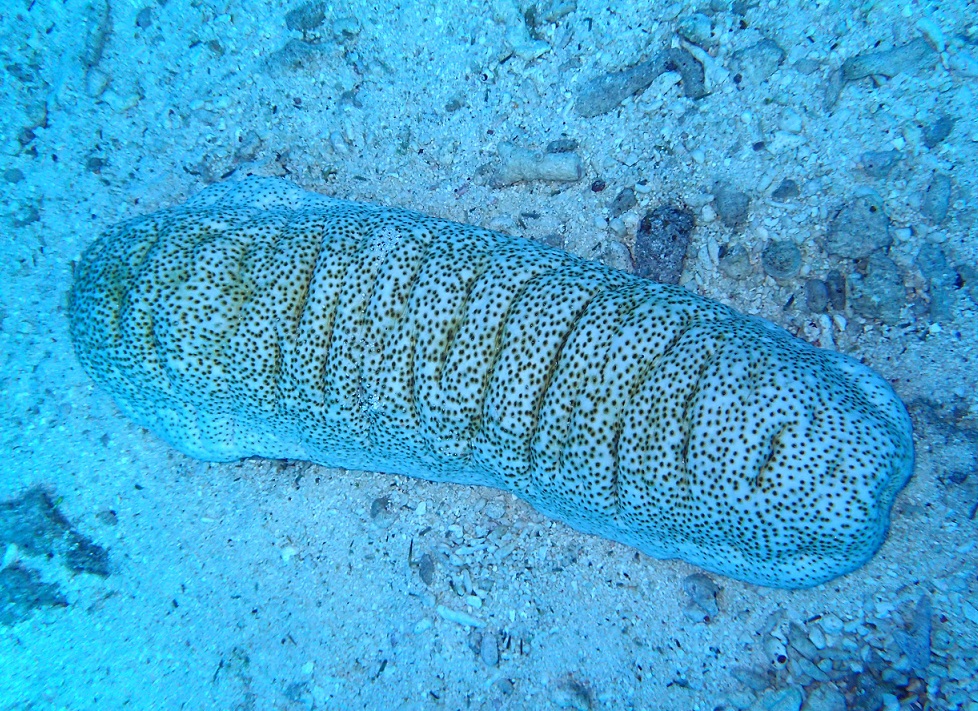 ハネジナマコ【No.1616】　Holothuria scabra